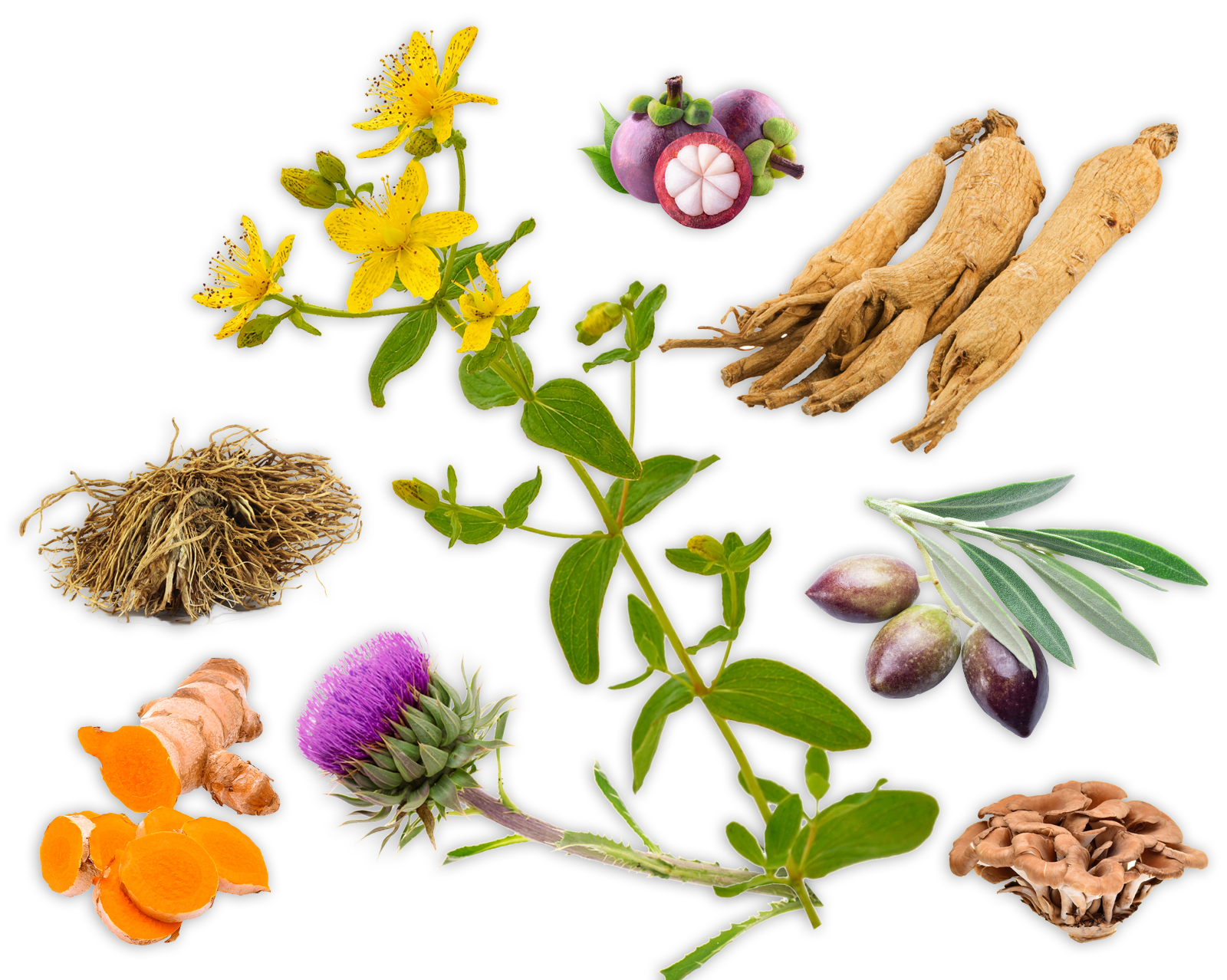 Лекарственные растения. Лечебные травы. Целебные травы на белом фоне. Пищевые лекарственные растения.